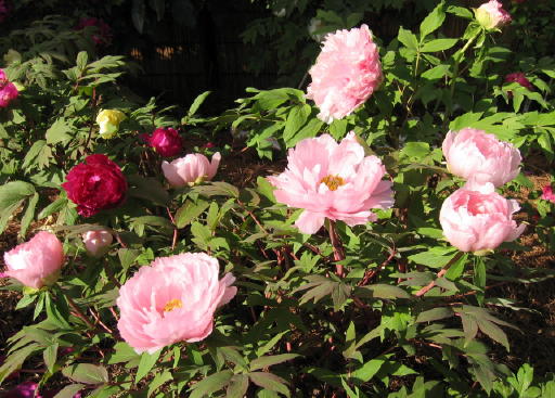 0104FUYUBOTANN.JPG